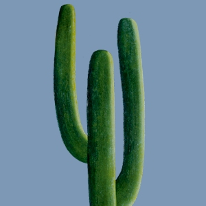Abaporu 2 